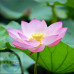 Lotus Pink Flower Wax