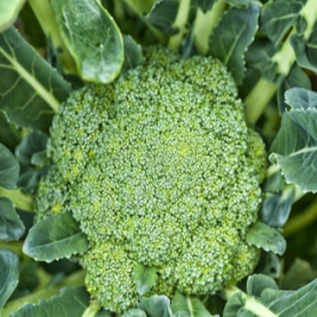 Broccoli Seed Oil Virgin