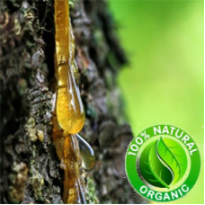 Frankincense Herbal Oil (CANADA)