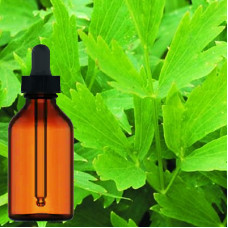Lovage Root Tincture