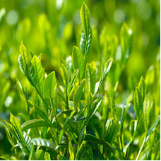 Matcha Green Tea Herbal Oil