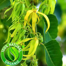 Ylang Ylang Essential Oil Organic