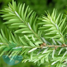Cedar Leaf Hydrosol (CANADA)