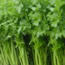 Celery Seed Essential Oil (Hungary)
