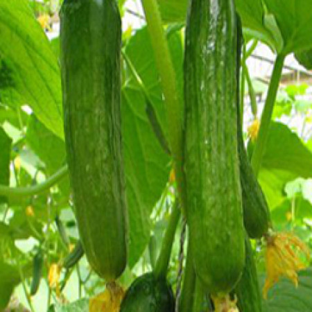 Cucumber Seed Oil (CHILE)