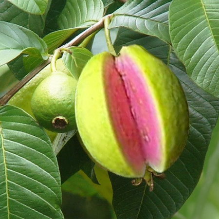 Guava Seed Oil Virgin
