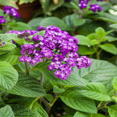 Heliotrope Absolute Oil RCO