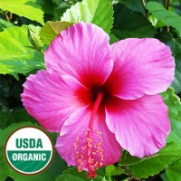 Hibiscus Flower Oil Organic