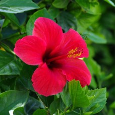 Hibiscus Flower Seed Oil Cosmetic Grade