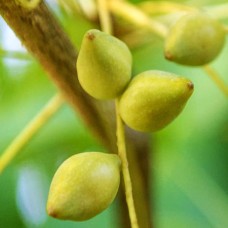 Kakadu Plum Seed Oil 