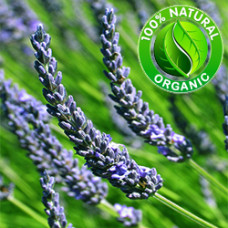 Lavandin Essential Oil Organic