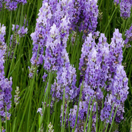 Lavender Floral Water Population
