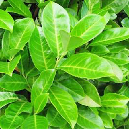 Laurel Leaf Essential Oil (Spain)