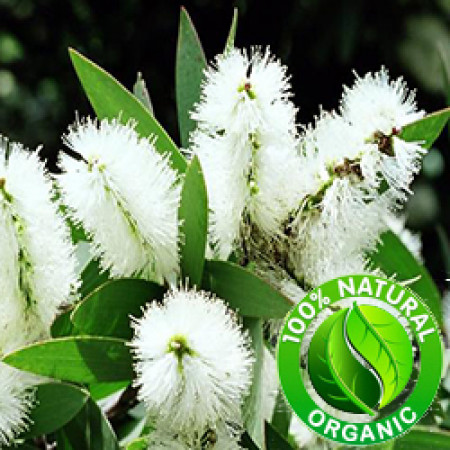 Niaouli Essential Oil Organic