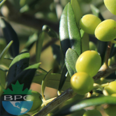 Olive Oil Pomace Grade