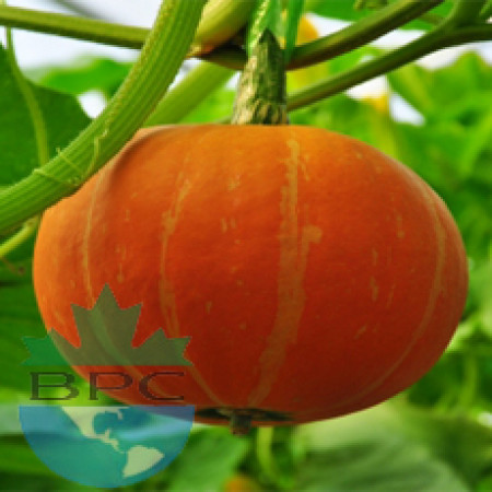 Pumpkin Seed Oil  ORGANIC (USA)