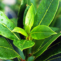Bay Leaf Essential Oil (INDIA)