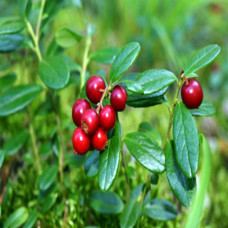Cranberry Seed Oil Cosmetic Grade Refined