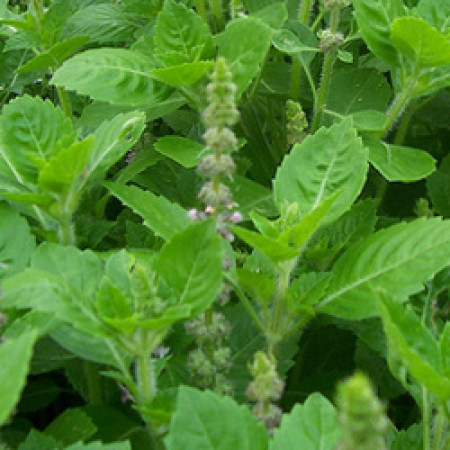Holy Basil Essential Oil (INDIA)