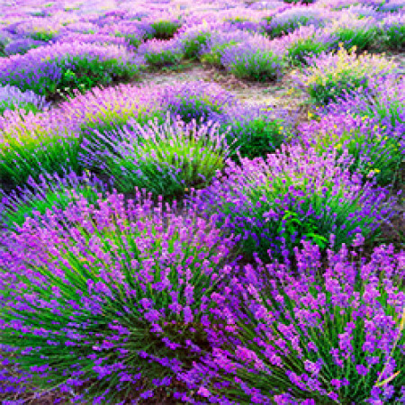 Lavender Spike Essential Oil (Spain)