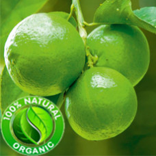 Lime Essential Oil Organic (Shri Lanka)