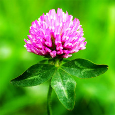 Red Clover Top Oil