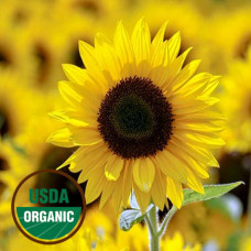 Sunflower Oil ORGANIC