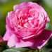 Rose Flower Wax