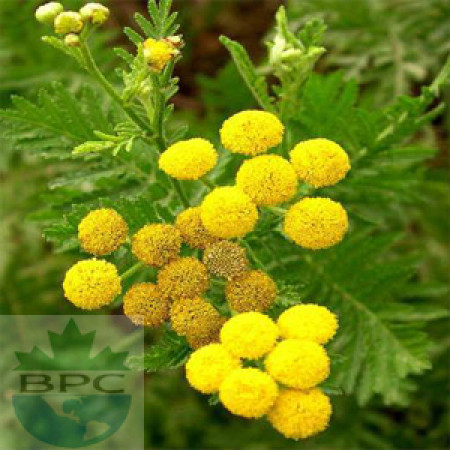 Tansy Blue Herbal Oil