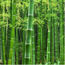 Bamboo & Leaf Fragrant Oil 