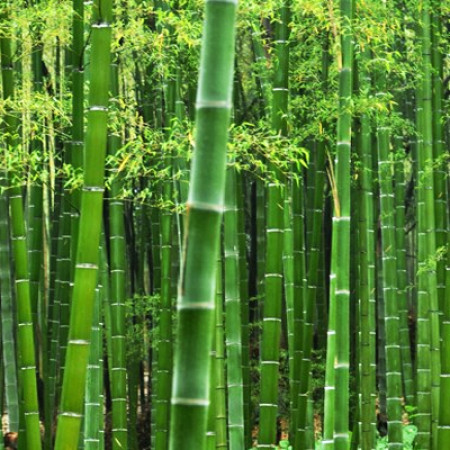 Bamboo & Leaf Fragrant Oil 