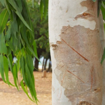 Eucalyptus Essential Oil (Radiata)