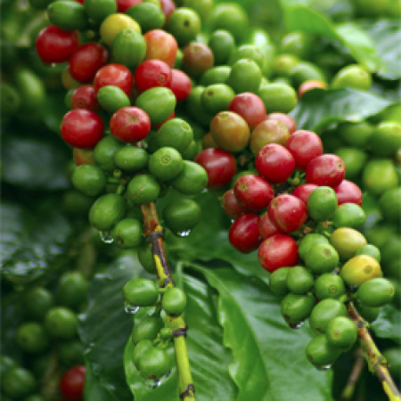 Coffee Herbal Oil