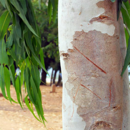 Eucalyptus Hydrosol Organic