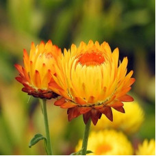 Helichrysum Floral Water AFRICA
