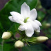 Jasmine Sambac Flower Wax