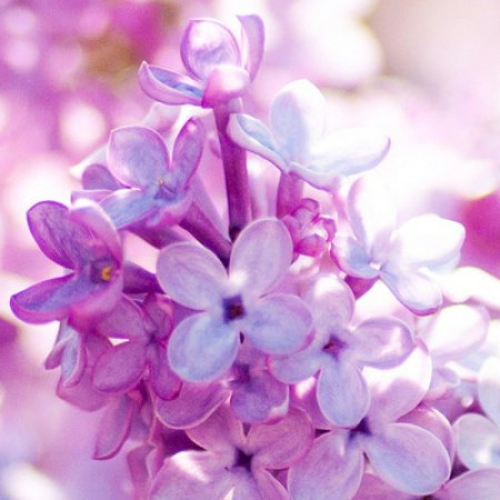Lilac Love Fragrant Oil