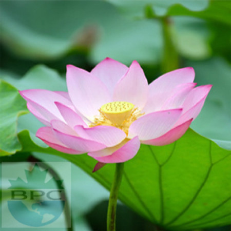 Lotus Pink Hydrosol (INDIA)