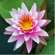 Lotus Pink Absolute