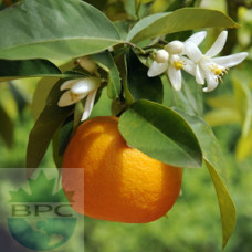 Neroli (Orange Blossom) Hydrosol Organic 
