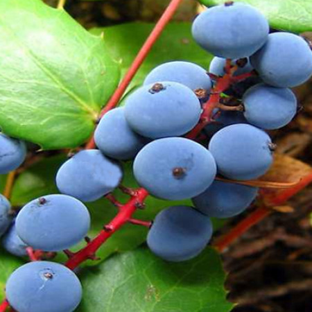 Oregon Grape Root Herbal Oil