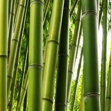Bamboo Extract Cosmetic