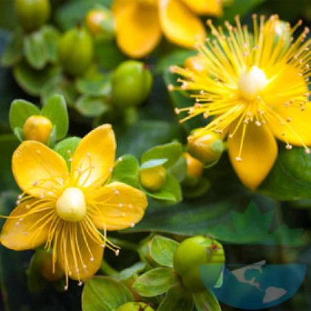 st johns wort