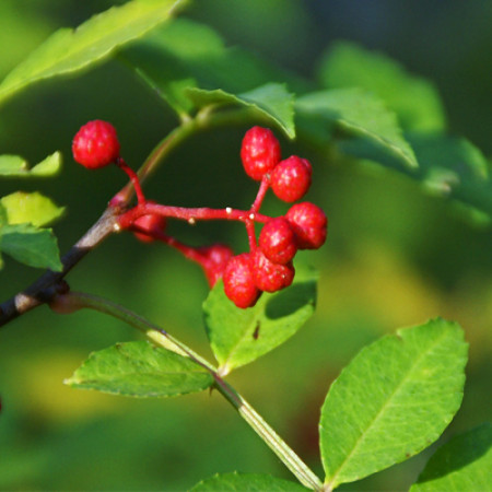 Tomar Seed Essential Oil