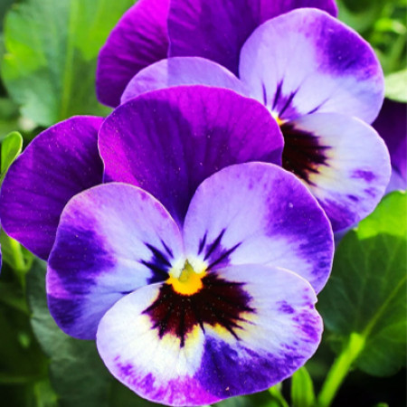 Violet Flower Herbal Oil