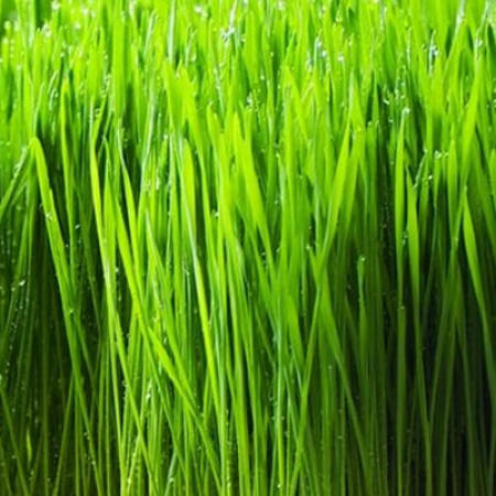Wheat Grass Oil Organic