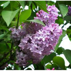 Lilac Absolute