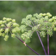 Angelica Root Essential Oil (India)