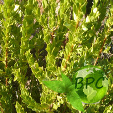 Buchu leaves oil(Canada)