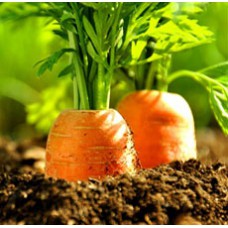 Carrot Seed Essential Oil (INDIA)